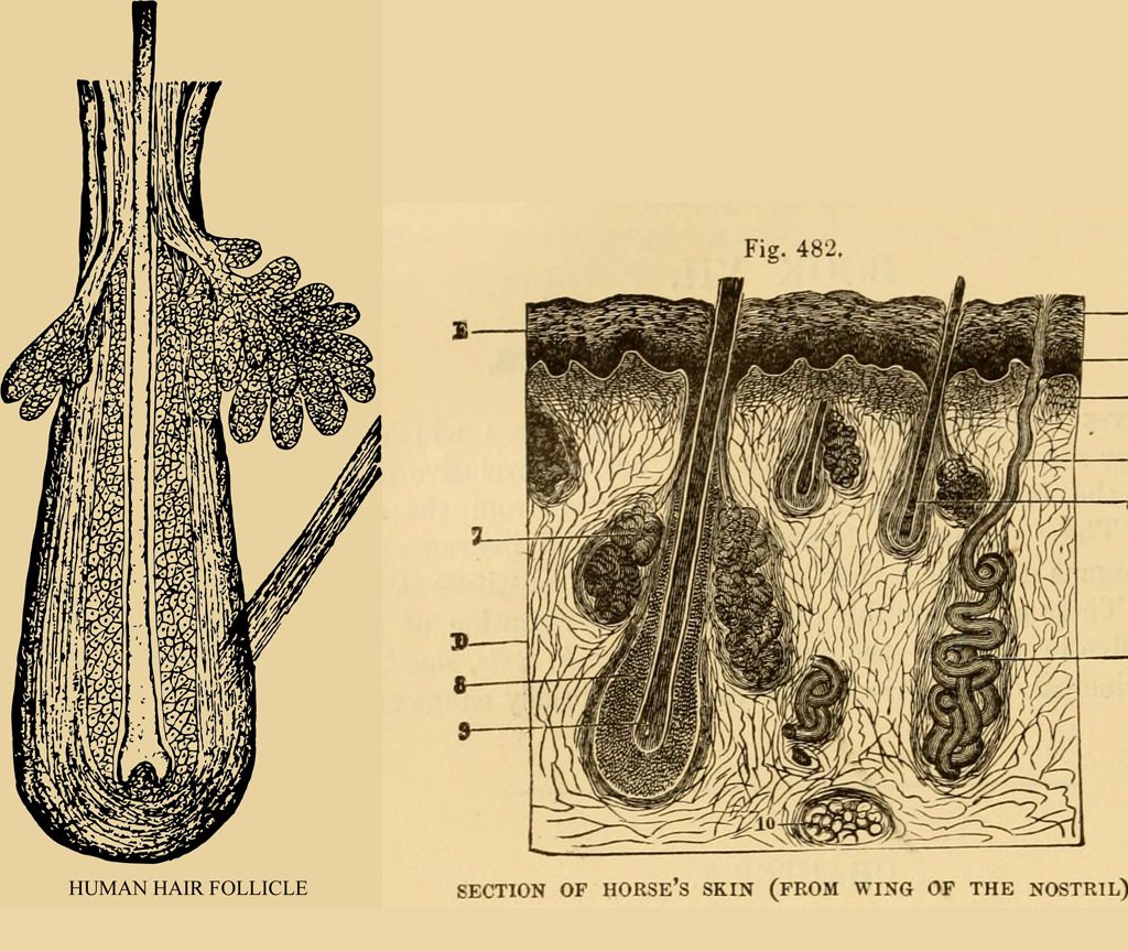 Hair Follicles