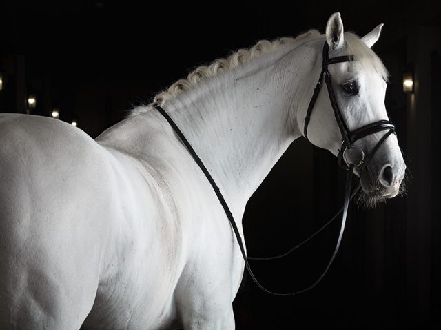 Grooming Your Horse With His Comfort In Mind