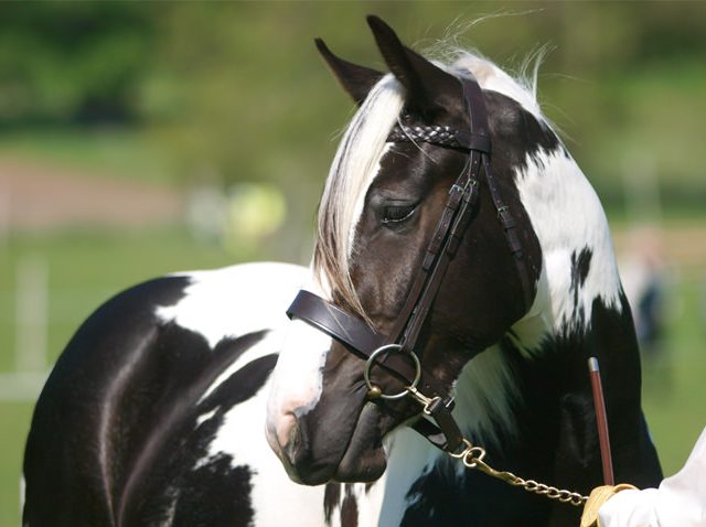 How To Groom A Coloured Horse From Head To Toe