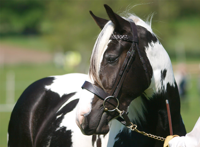 How To Groom A Coloured Horse From Head To Toe